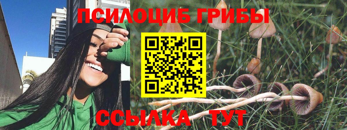 Шарыпово  Псилоцибиновые грибы прущие грибы  Вход с VPN  Псилоцибиновые грибы Psilocybine cubensis 